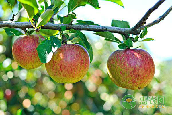 苹果树修剪技巧：苹果树怎么修剪?-图片版权归惠农网所有