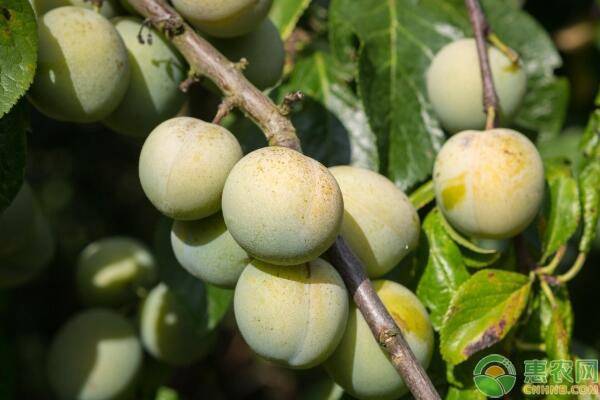 青梅种植几年结果？怎么种植？-图片版权归惠农网所有