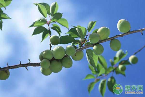 青梅种植几年结果？怎么种植？-图片版权归惠农网所有