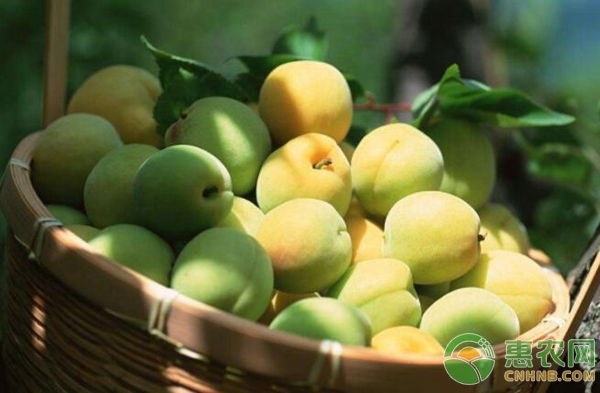 如何种植优质青梅？青梅优质高产栽培技术-图片版权归惠农网所有
