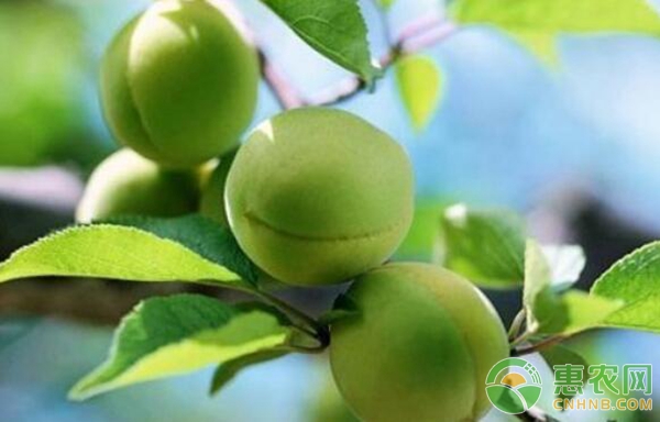 如何种植优质青梅？青梅优质高产栽培技术-图片版权归惠农网所有