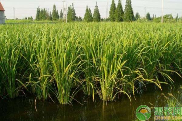 茭白的种植技术-图片版权归惠农网所有