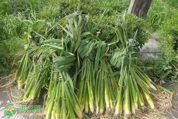 茭白的种植技术-图片版权归惠农网所有