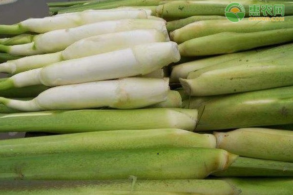茭白高产优质栽培技术-图片版权归惠农网所有