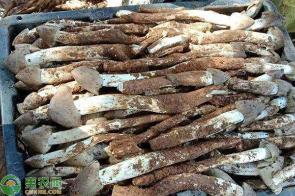 人工繁殖白蚁种植鸡枞菌-图片版权归惠农网所有