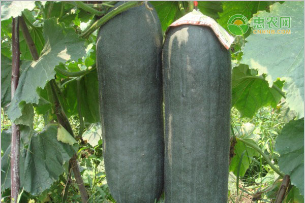 黑皮冬瓜育苗技术要点-图片版权归惠农网所有