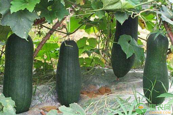 冬瓜怎样种植长得大且高产？-图片版权归惠农网所有