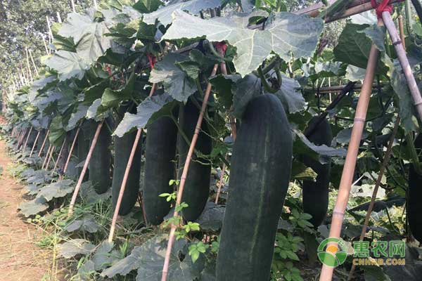 冬瓜怎样种植长得大且高产？-图片版权归惠农网所有
