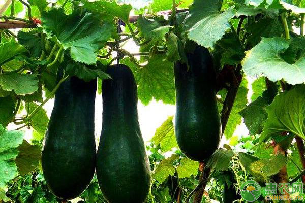 冬瓜种植时间和方法-图片版权归惠农网所有