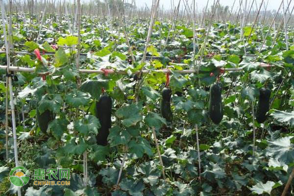 冬瓜种植时间和方法-图片版权归惠农网所有
