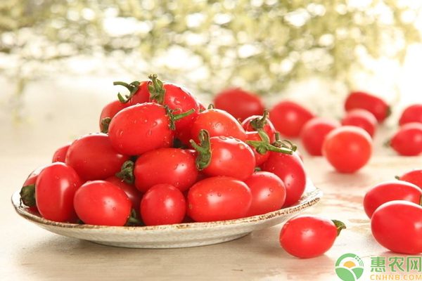 樱桃番茄怎么繁殖？浅谈樱桃番茄扦插繁殖技术-图片版权归惠农网所有