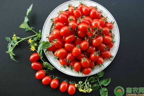 樱桃番茄怎么繁殖？浅谈樱桃番茄扦插繁殖技术-图片版权归惠农网所有