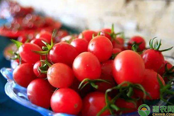 樱桃番茄怎么繁殖？浅谈樱桃番茄扦插繁殖技术-图片版权归惠农网所有