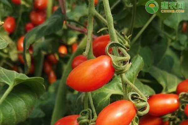 樱桃小番茄种植技术-图片版权归惠农网所有