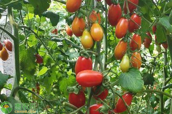 樱桃小番茄种植技术-图片版权归惠农网所有