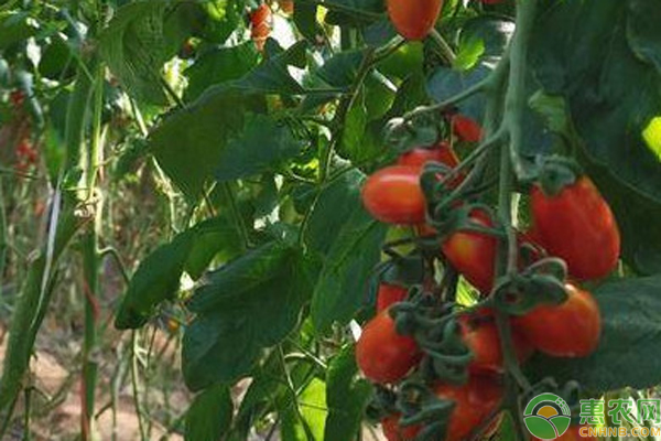 樱桃小番茄种植技术-图片版权归惠农网所有