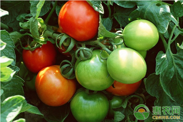 樱桃番茄怎么种植？樱桃番茄高效种植技术-图片版权归惠农网所有