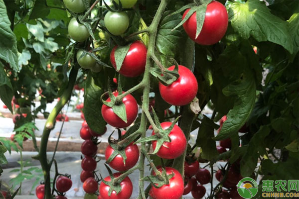 樱桃番茄育苗栽培方法-图片版权归惠农网所有