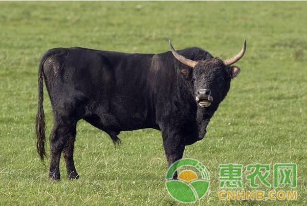 牛胀气怎么治？牛胀气治疗方法大全-图片版权归惠农网所有