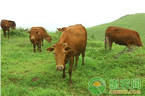 牛胀气怎么治？牛胀气治疗方法大全-图片版权归惠农网所有