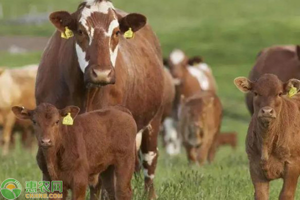 牛吃牛毛是怎么回事？如何防治？-图片版权归惠农网所有