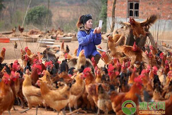 养鸡技巧之常见鸡病问答-图片版权归惠农网所有