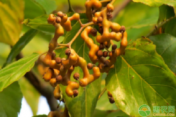 拐枣种植技术和方法-图片版权归惠农网所有