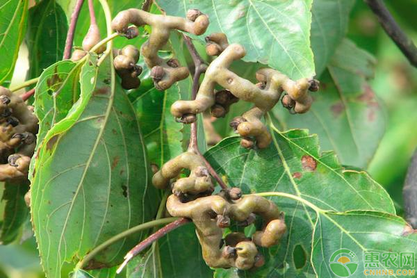 拐枣种植多久能结果？怎么管理结果多？-图片版权归惠农网所有