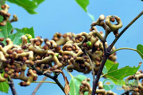 拐枣种植多久能结果？怎么管理结果多？-图片版权归惠农网所有