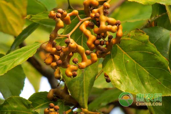 拐枣种植多久能结果？怎么管理结果多？-图片版权归惠农网所有