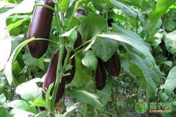 茄子种植时间和方法-图片版权归惠农网所有