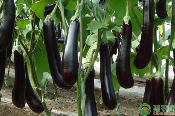 自家种茄子，重点做好这5个方面，茄子多到吃不完！-图片版权归惠农网所有