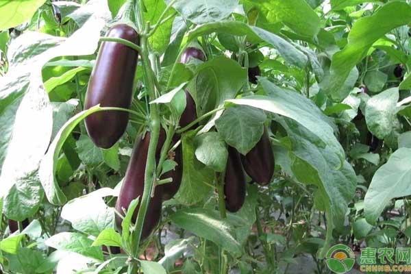 自家种茄子，重点做好这5个方面，茄子多到吃不完！-图片版权归惠农网所有