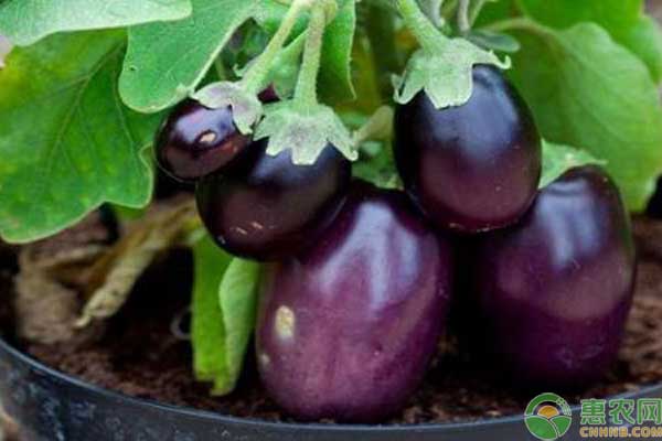 自家种茄子，重点做好这5个方面，茄子多到吃不完！-图片版权归惠农网所有