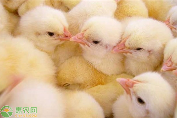 雏鸡常见疾病及防治方法-图片版权归惠农网所有