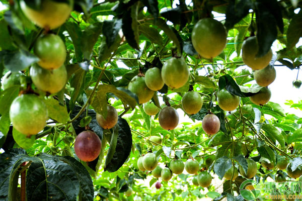 百香果怎么种植?百香果高产种植技术要点-图片版权归惠农网所有