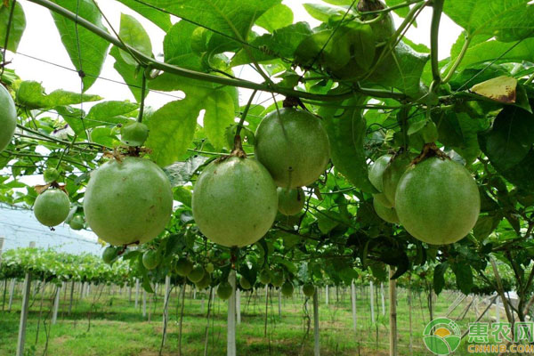 百香果怎么种植?百香果高产种植技术要点-图片版权归惠农网所有