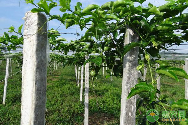 百香果怎么种植?百香果高产种植技术要点-图片版权归惠农网所有