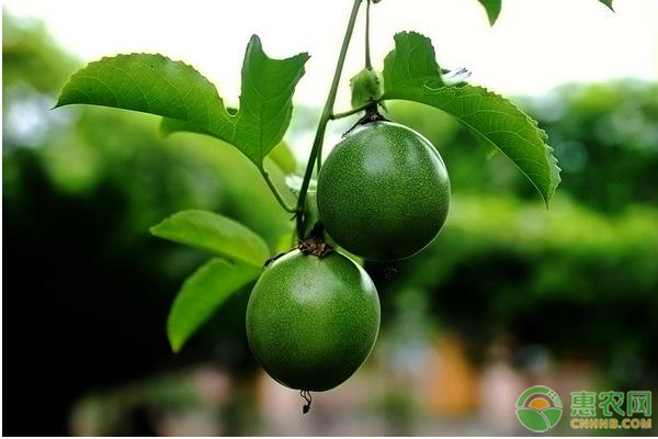 百香果种植环境有哪些要求？百香果要怎么种？-图片版权归惠农网所有