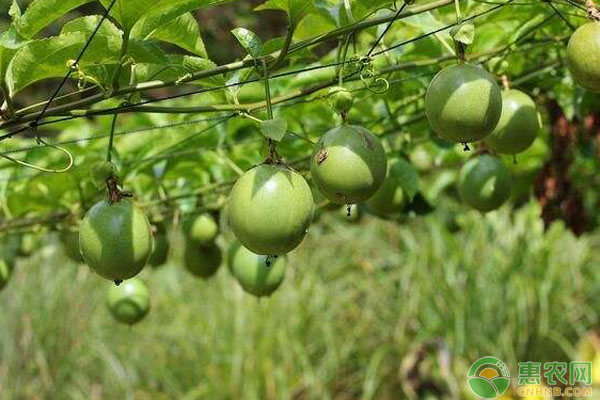 百香果种植环境有哪些要求？百香果要怎么种？-图片版权归惠农网所有