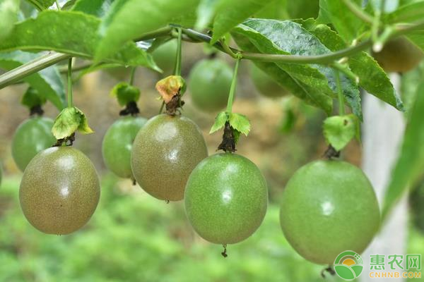 百香果种植环境有哪些要求？百香果要怎么种？-图片版权归惠农网所有