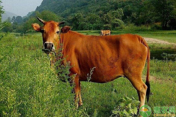 肉牛怎么驱虫？肉牛驱虫的要点简介-图片版权归惠农网所有