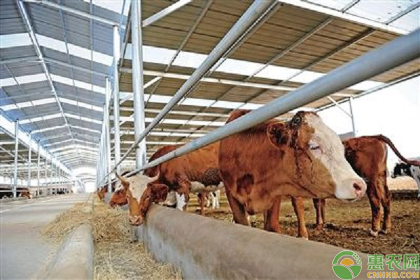 肉牛怎么驱虫？肉牛驱虫的要点简介-图片版权归惠农网所有