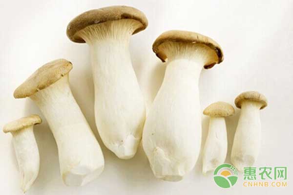 杏鲍菇怎么栽培?杏鲍菇室内和大棚栽培技术 杏鲍菇怎么栽培?杏鲍菇室内和大棚栽培技术-图片版权归惠农网所有