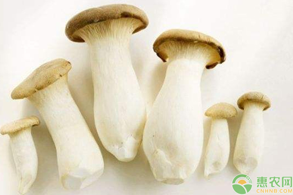 如何控制好杏鲍菇出菇时间?浅谈杏鲍菇高产高效栽培技巧 如何控制好杏鲍菇出菇时间?浅谈杏鲍菇高产高效栽培技巧-图片版权归惠农网所有