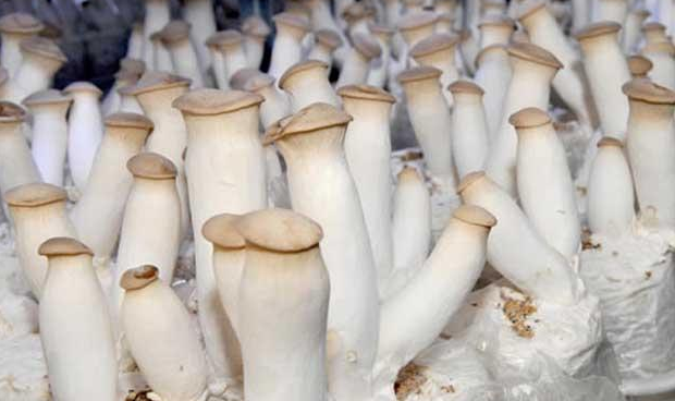 杏鲍菇栽培技术-图片版权归惠农网所有