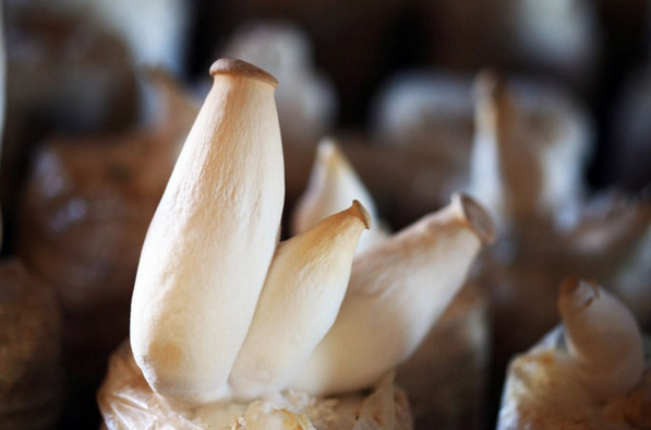 杏鲍菇栽培技术-图片版权归惠农网所有