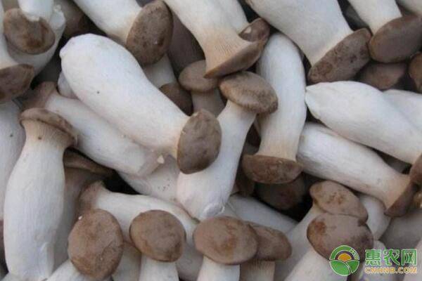 杏鲍菇的高产栽培管理技术-图片版权归惠农网所有