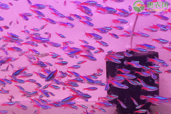 红绿灯鱼怎么繁殖？-图片版权归惠农网所有