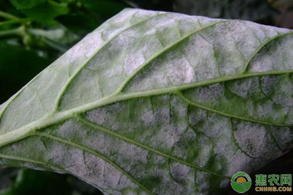 茄子白粉病怎么治？茄子白粉病防治方法-图片版权归惠农网所有